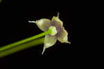 Arkansas bedstraw